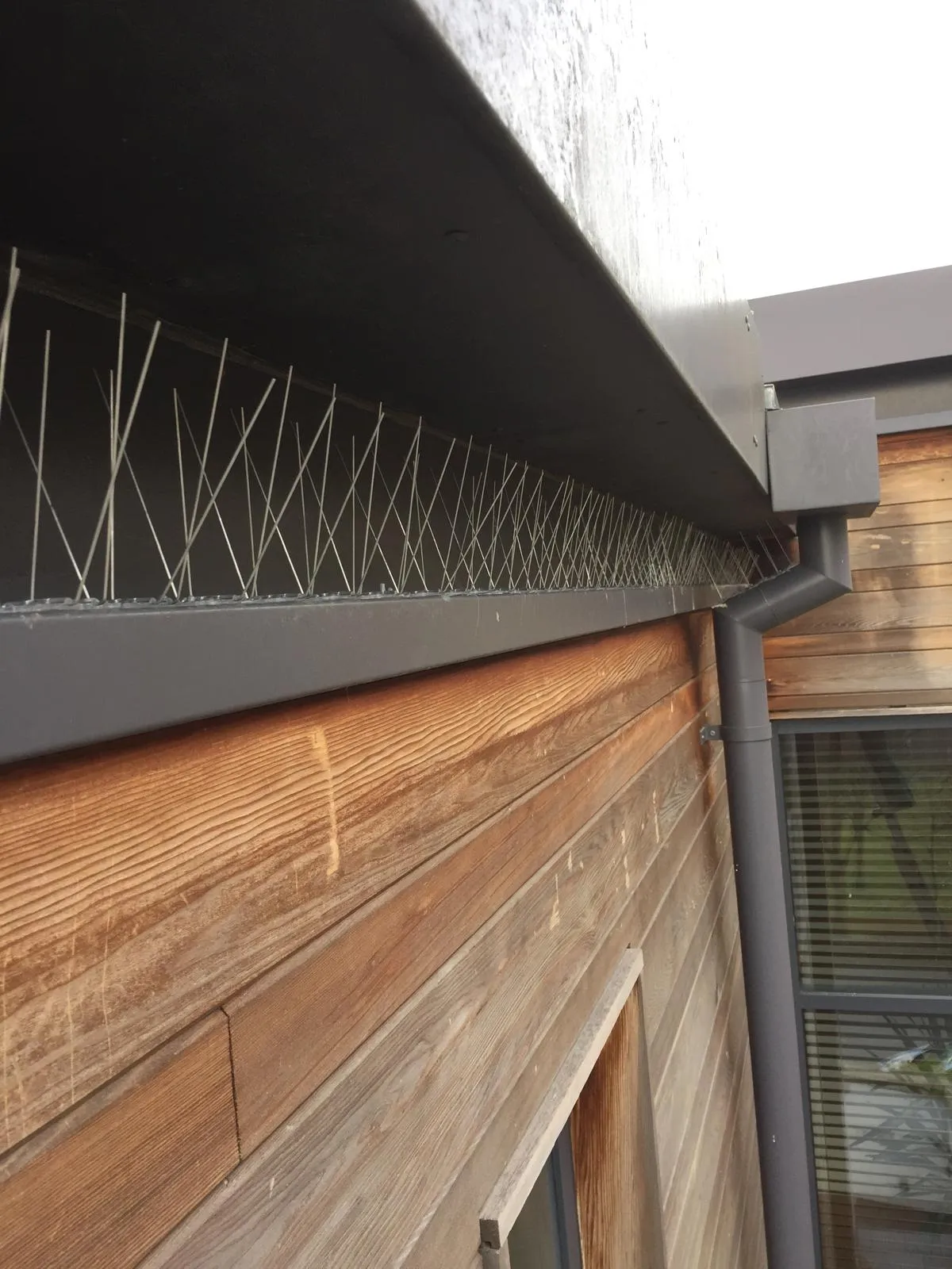 Stainless steel anti-perch bird spikes installed on a ledge by Apex Pest Control